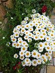     
: IMG_20200629_174242.jpg
: 11
:	178.7 
ID:	13366504