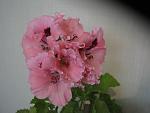     
: IMG_1166.jpg
: 45
:	79.4 
ID:	13366530