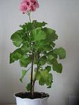    
: IMG_1170.jpg
: 48
:	70.2 
ID:	13366531