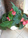     
: IMG_20200629_190254.jpg
: 9
:	109.1 
ID:	13366565