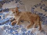     
: IMG_9458.jpg
: 57
:	240.2 
ID:	13368043