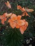    
: P00629-051209.jpg
: 6
:	106.3 
ID:	13368257