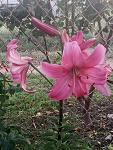     
: P00629-051220.jpg
: 5
:	151.5 
ID:	13368258
