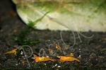     
: DSC_4096_640.jpg
: 11
:	241.6 
ID:	13373383