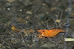     
: DSC_4101_640.jpg
: 10
:	292.9 
ID:	13373384