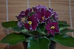     
: DSC_0789.jpg
: 8
:	62.5 
ID:	13374618