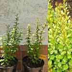     
: IMG_20200717_152011.jpg
: 17
:	185.9 
ID:	13375021