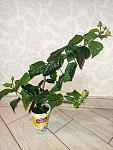     
: IMG_20200627_011535.jpg
: 21
:	127.1 
ID:	13376496