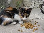     
: IMG_9743.jpg
: 14
:	188.5 
ID:	13377511
