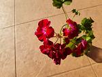     
: 20200729_083911.jpg
: 16
:	98.7 
ID:	13379210