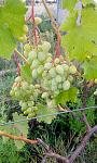     
: IMG_20200805_201023.jpg
: 12
:	122.1 
ID:	13383102