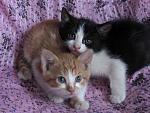     
: IMG_0571.jpg
: 12
:	139.8 
ID:	13384479