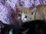     
: IMG_0589.jpg
: 11
:	143.4 
ID:	13384482