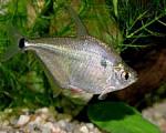     
: 1111 spilurus1.jpg
: 20
:	7.2 
ID:	13386201