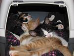     
: IMG_0791.jpg
: 36
:	120.1 
ID:	13389661
