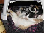     
: IMG_0795.jpg
: 40
:	131.0 
ID:	13389662