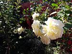     
: 20200913_100307.jpg
: 14
:	157.4 
ID:	13399110