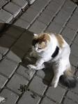     
: IMG_20200916_204709.jpg
: 24
:	61.9 
ID:	13400296
