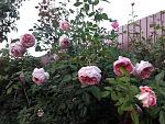     
: 20200919_185144.jpg
: 7
:	212.4 
ID:	13403995