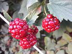     
: 20200919_185252.jpg
: 7
:	129.3 
ID:	13403997