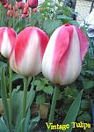    
: tender_beauty01.jpg
: 69
:	90.4 
ID:	13406627