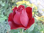     
: 20201003_075950.jpg
: 9
:	114.3 
ID:	13409719