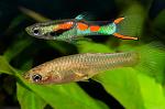     
: SAVE_20201010_155430.jpg
: 83
:	174.9 
ID:	13410387