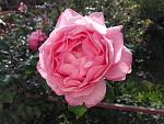     
: 20201017_094904.jpg
: 13
:	112.8 
ID:	13412875