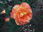     
: 20201017_093953.jpg
: 11
:	91.4 
ID:	13412876