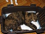     
: IMG_2454.jpg
: 8
:	170.3 
ID:	13414854