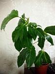     
: temp1.jpg
: 42
:	72.5 
ID:	13415346