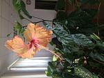     
: IMG_0009.jpg
: 123
:	116.1 
ID:	13420782