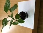     
: IMG_0346.JPG
: 123
:	84.8 
ID:	13420784