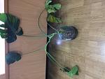     
: IMG_0344.JPG
: 126
:	95.2 
ID:	13420785