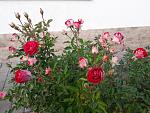     
: 20201107_123048.jpg
: 18
:	196.4 
ID:	13422887