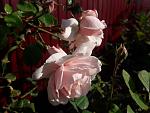     
: 20201115_115945.jpg
: 12
:	97.3 
ID:	13426094