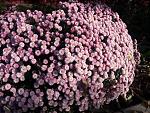     
: 20201115_120109.jpg
: 12
:	261.5 
ID:	13426096