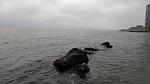     
: P_20201121_073704.jpg
: 33
:	99.6 
ID:	13426887