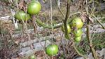    
: 20201122_120126.jpg
: 11
:	224.5 
ID:	13427985