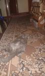     
: _viber_2020-12-14_10-56-49.jpg
: 20
:	53.4 
ID:	13435044