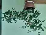     
: olx_image_2020-11-24_12-14-45.jpg
: 17
:	124.8 
ID:	13436961