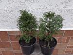     
: 20201221_093052.jpg
: 14
:	275.6 
ID:	13437205