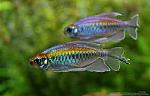     
: images (1).jpg
: 12
:	6.6 
ID:	13438986