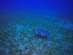    
: GOPR0182_ALTA-1105466373642792099.jpg
: 14
:	115.1 
ID:	13442663