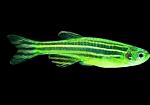     
: 241012340_1_644x461_danio-glofish-zelenyy-pavlodar.jpg
: 16
:	17.6 
ID:	13442946