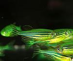     
: 111129337_w700_h500_svetyaschiesya-danio-glofish.jpg
: 15
:	30.0 
ID:	13442947