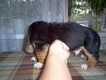     
: IM000399.jpg
: 71
:	153.1 
ID:	1344373