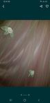     
: Screenshot_20210209-132612_OLXua.jpg
: 7
:	53.7 
ID:	13450615