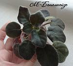     
: betel.jpg
: 20
:	108.7 
ID:	13452419