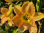     
: 20200718_074417.jpg
: 17
:	129.0 
ID:	13461794